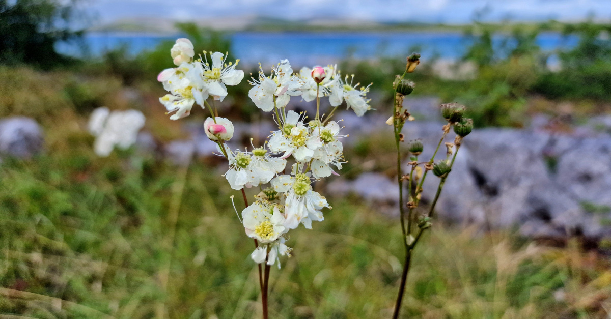 An Lus Braonach Filipendula vulgaris