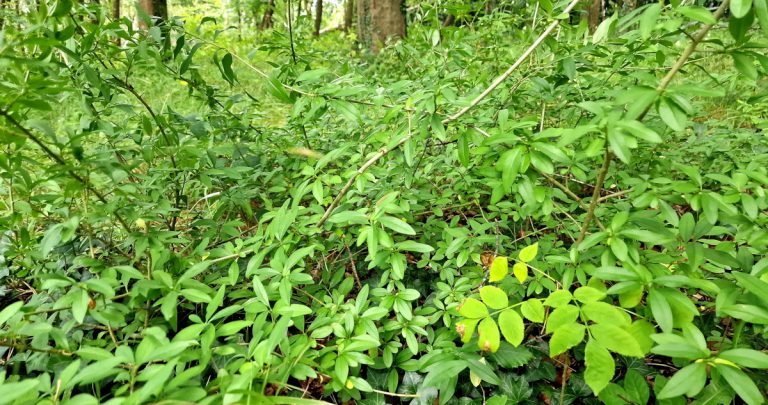  An Pribhéad Ligustrum vulgare
