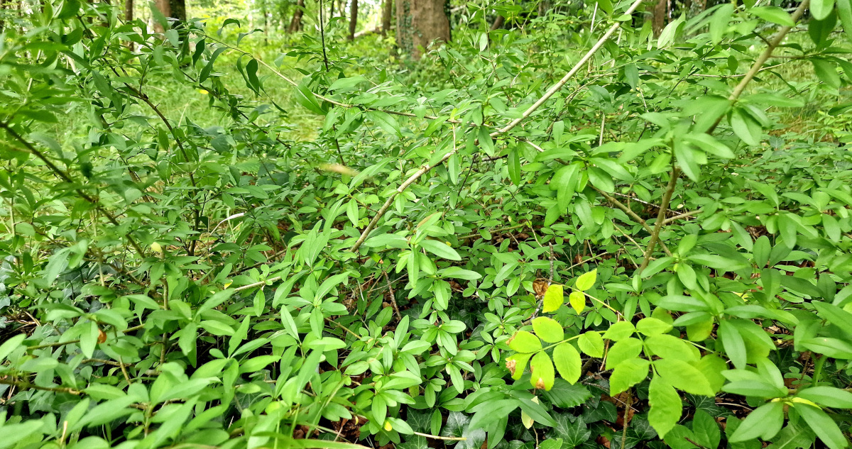  An Pribhéad Ligustrum vulgare