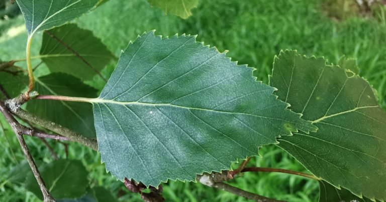  An Bheith Gheal Betula pendula