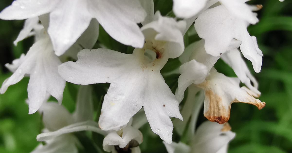  Nuacht Bhallach Uí Cheallaigh Dactylorhiza fuchsii var. okellyi