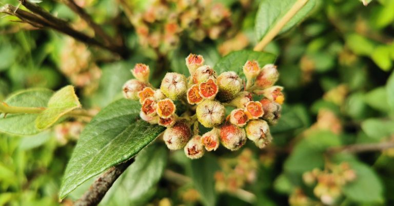  Cainchín Franchet Cotoneaster franchetii