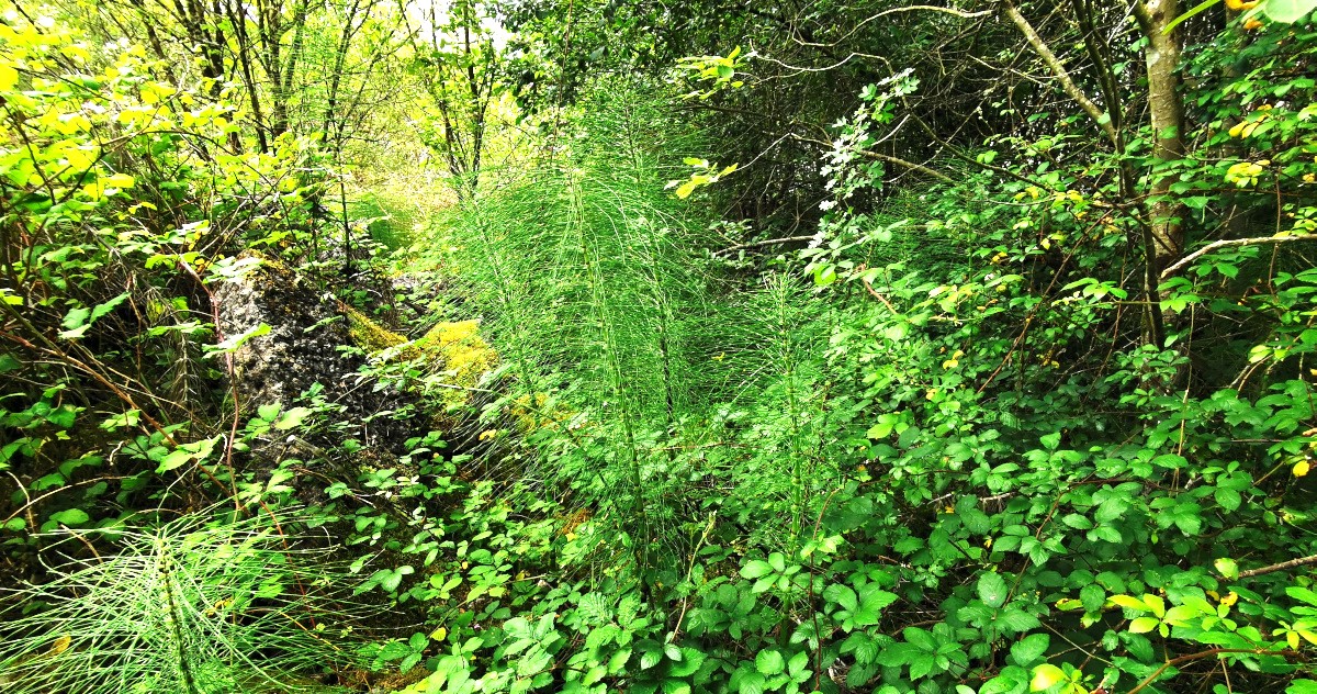  An Fheadóg Equisetum telmateia