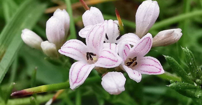  Lus na hAincise Asperula cynanchica