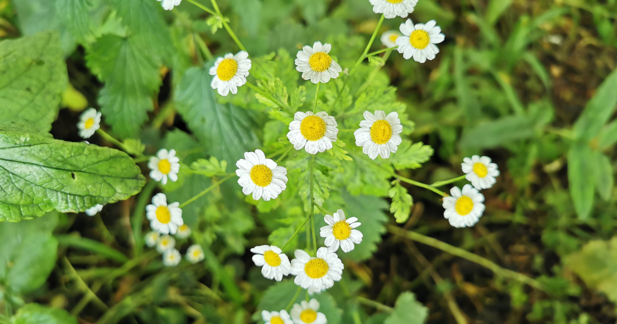  An Lus Deartán Tanacetum parthenium