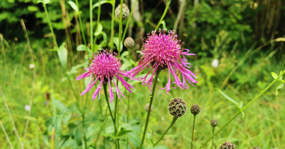  An Mhínscoth Mhór Centaurea scabiosa