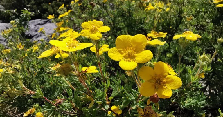  An Tor Cúigmhéarach Dasiphora fruticosa