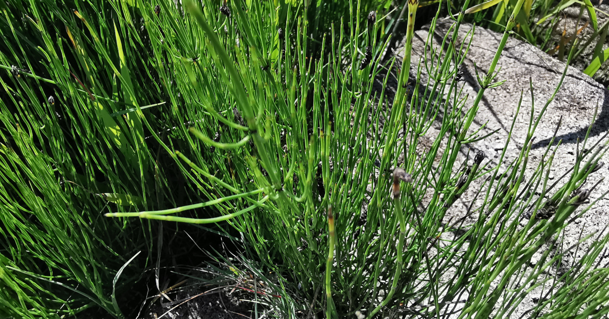  An Scuab Eich Chorraigh Equisetum palustre