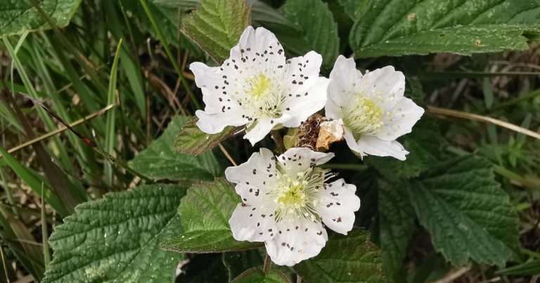  An Eithreog Rubus caesius