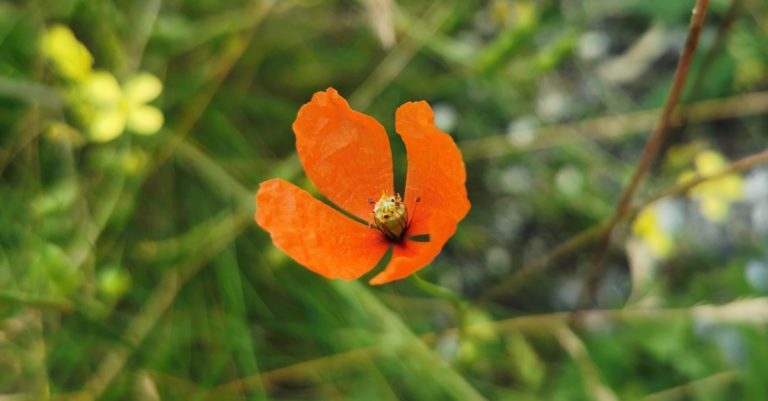  An Chailleach Fhada Papaver dubium