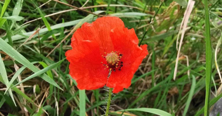  An Chailleach Dhearg Papaver rhoeas