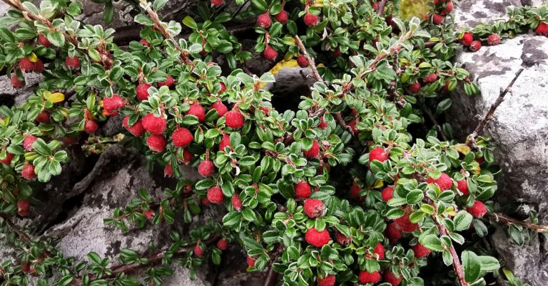  An Cainchín Mion Cotoneaster microphyllus