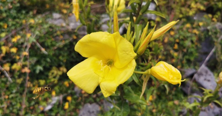  Coinnle Oíche Oenothera spp.