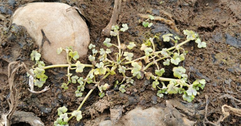  An Néal Uisce Eidhneach Ranunculus hederaceus