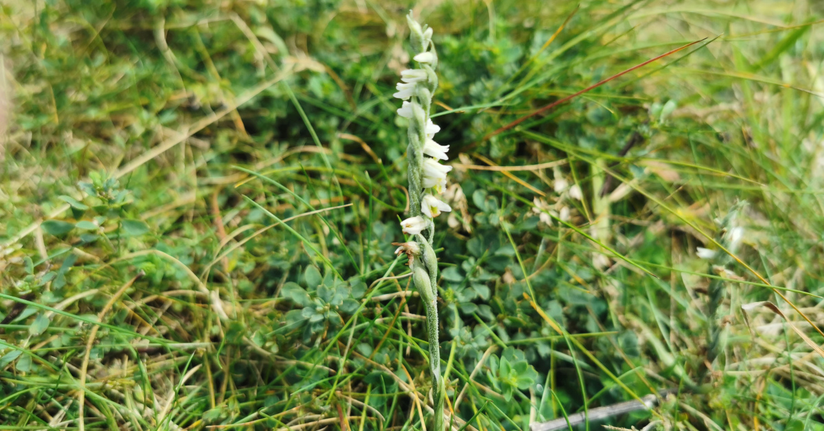  Cúilín Muire Spiranthes spiralis