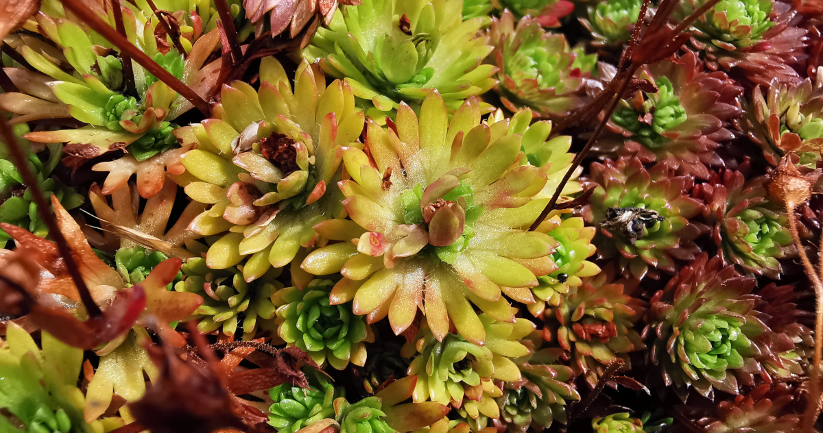  An Mórán Gaelach Saxifraga rosacea
