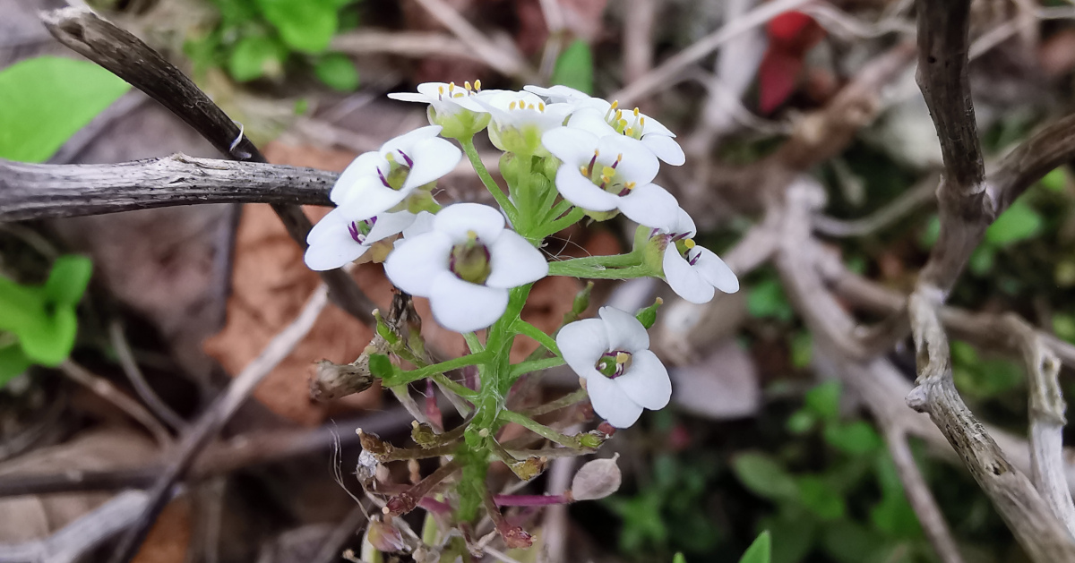  Alasam Cumhra Lobularia maritima