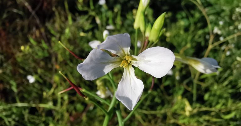  An Meacan Raidigh Raphanus raphanistrum fosp. raphanistrum
