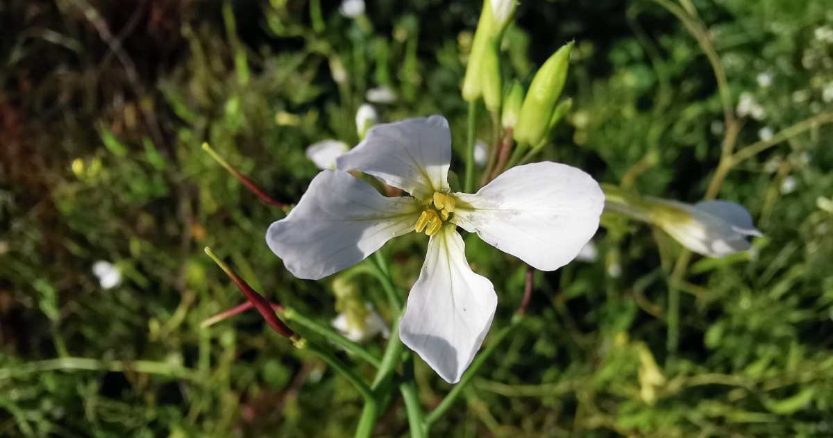  An Meacan Raidigh Raphanus raphanistrum fosp. raphanistrum