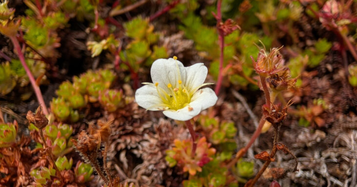  An Mórán Gaelach Saxifraga rosacea