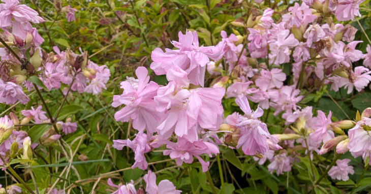  An Garbhán Creagach Saponaria officinalis