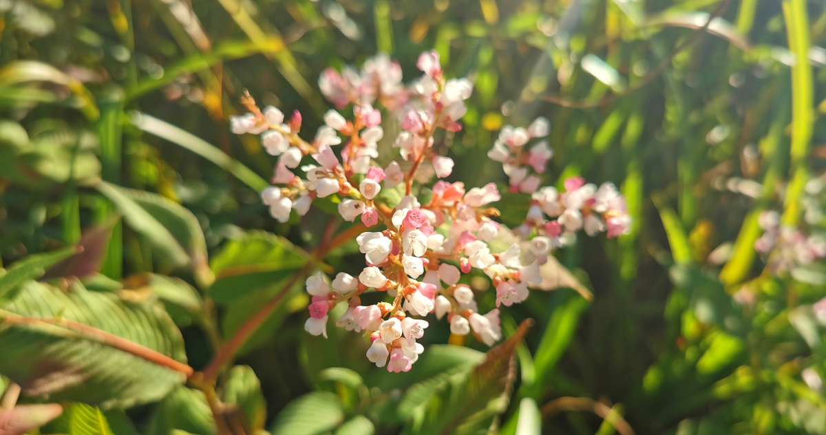  Glúineach an Chlúimh Koenigia campanulata