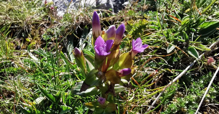  Lus an Chrúbáin Gentianella campestris