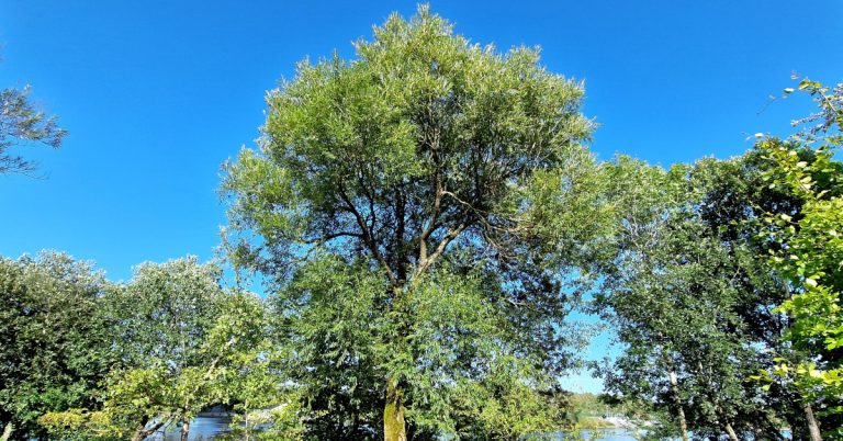  An tSaileach Bhán Salix alba
