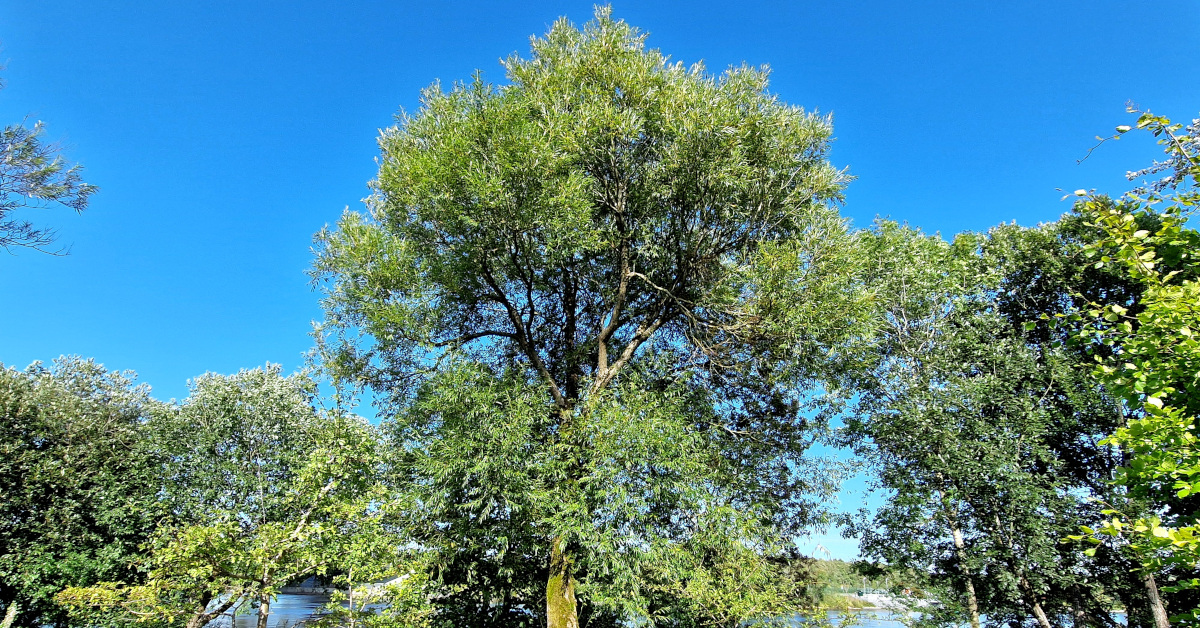  An tSaileach Bhán Salix alba