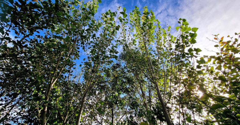  An Phoibleog Dhubh Hibrideach Populus x  canadensis