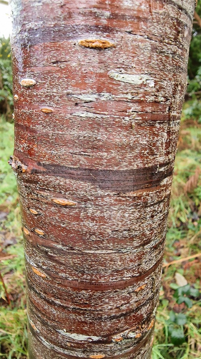 An Crann Silíní Fiáin