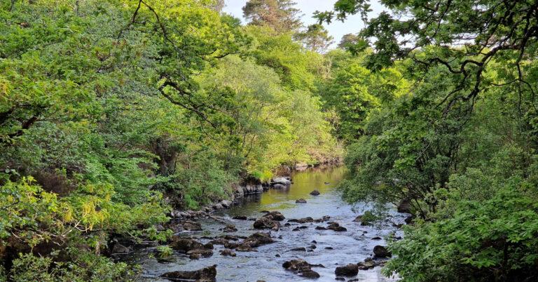 Coillte Dúchasacha