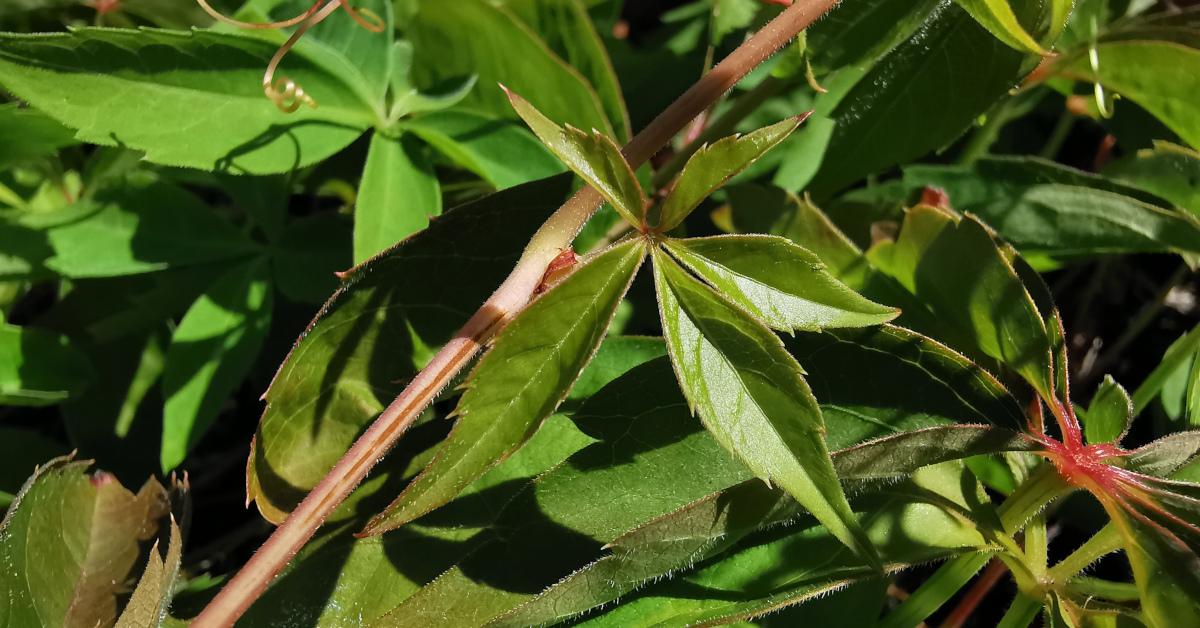  Athair Virginia Parthenocissus quinquefolia