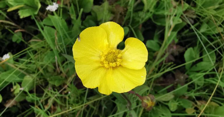  An Ghlasair Léana Mhór Ranunculus lingua
