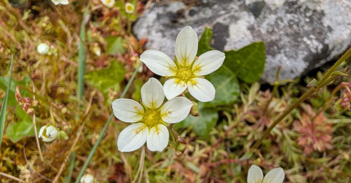  An Mórán Caonaigh Saxifraga hypnoides