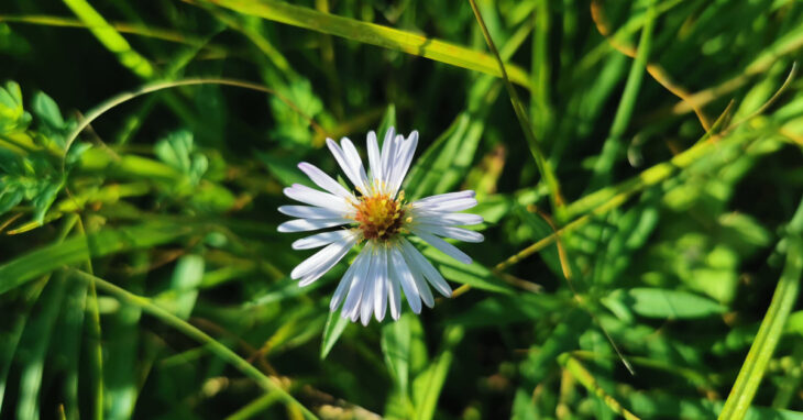 Nóinín Mhichíl Symphyotrichum novi-belgii