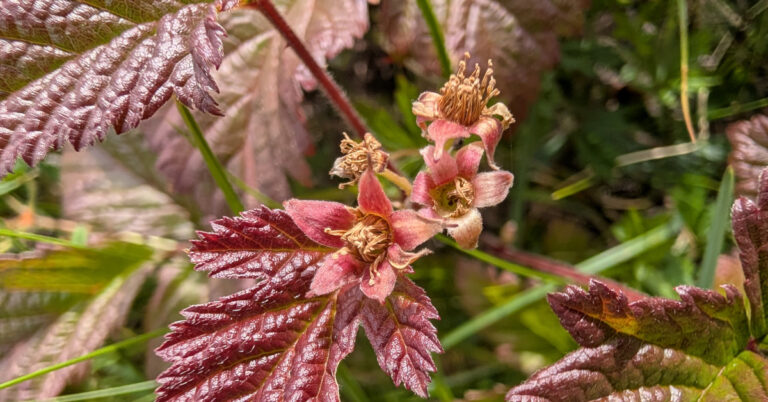  Sú na mBan Mín Rubus saxatilis