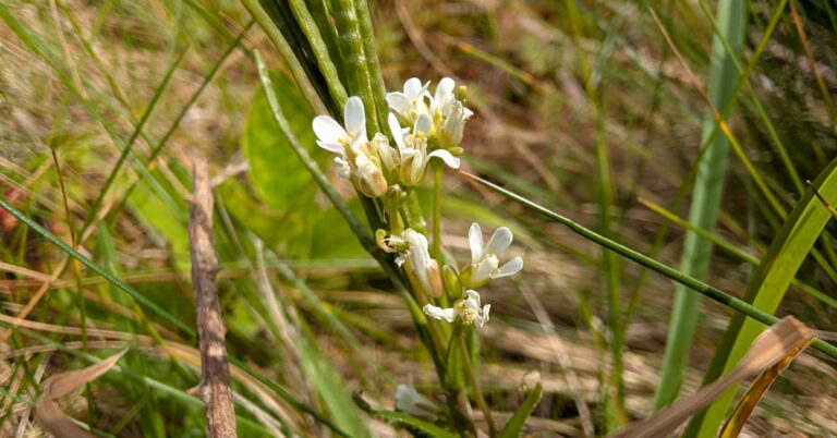  An Gas Caillí Giobach Arabis hirsuta