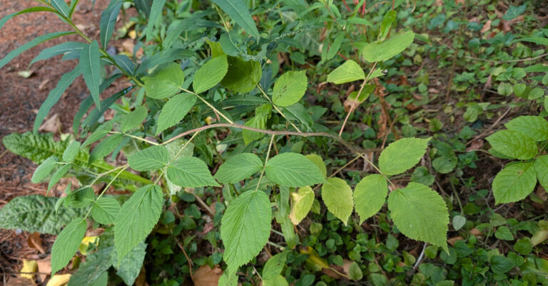  Sú Craobh Rubus idaeus
