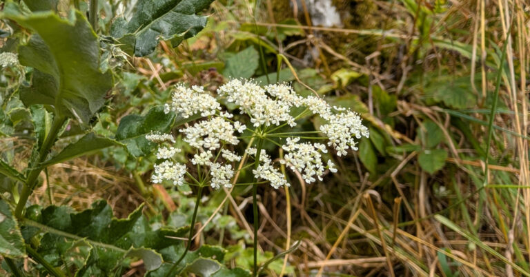  An Ainís Fhiáin Pimpinella saxifraga