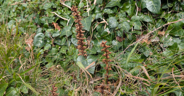  An Mhuchóg Mhór Orobanche hederae
