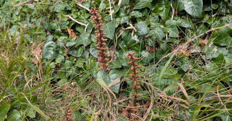  An Mhuchóg Mhór Orobanche hederae