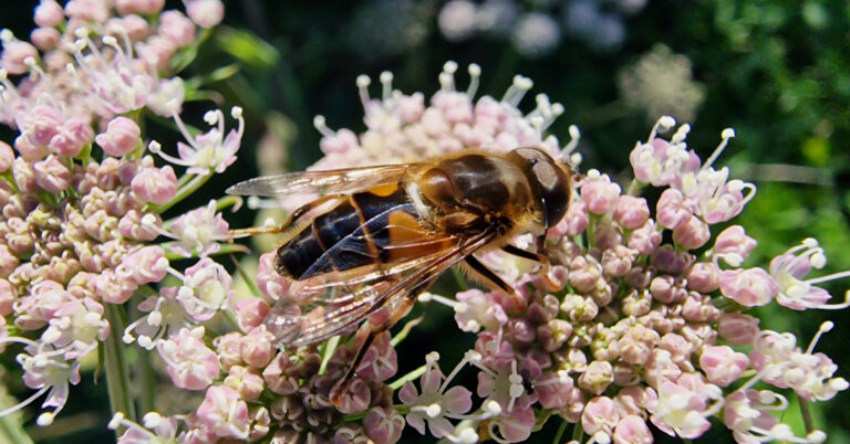  Beacha Ghabhair Syrphidae spp.