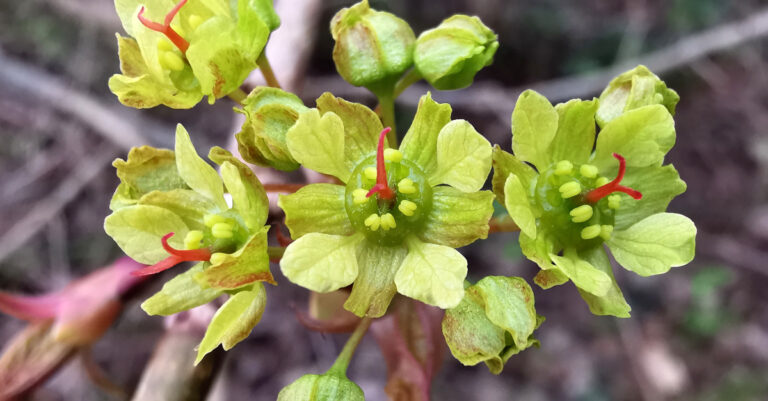  An Mhailp Lochlannach Acer platanoides