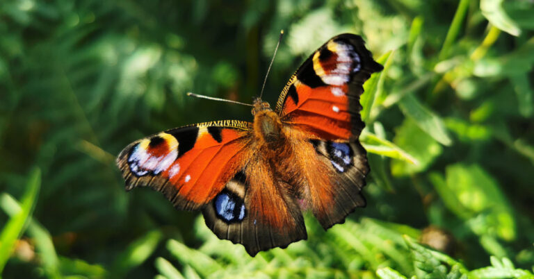  An Phéacóg Aglais io