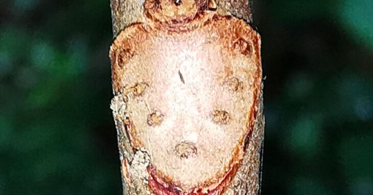 An Crann Cnó Capaill